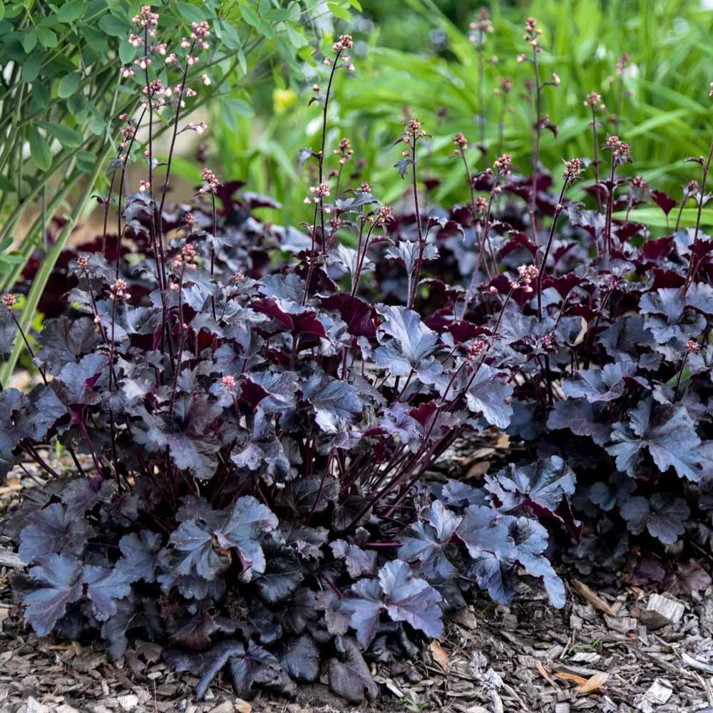 HEUCHERA BLACK PEARL VASO 18CM