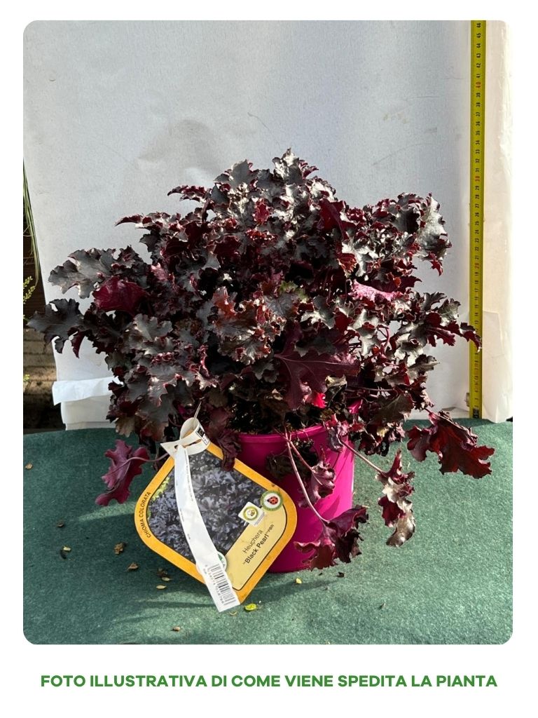 HEUCHERA BLACK PEARL VASO 18CM