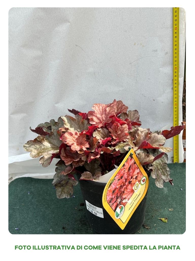 HEUCHERA PEACH FLAMBE' VASO 18CM