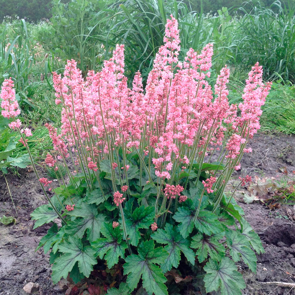 HEUCHERELLA PINK REVOLUTION IN VASO 19CM