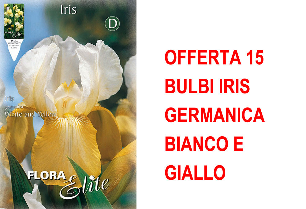 OFFERTA 15 BULBI IRIS GERMANICA BIANCO E GIALLO