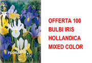 OFFERTA 100 BULBI IRIS HOLLANDICA MIXED COLOR