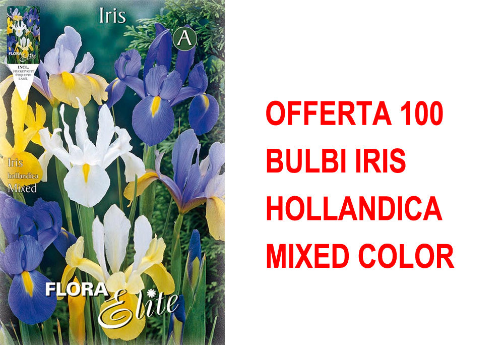 OFFERTA 100 BULBI IRIS HOLLANDICA MIXED COLOR