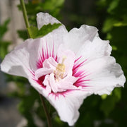 IBISCO CHIFFON BIANCO E ROSA IN VASO 19CM