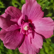HIBISCUS IBISCO SYRIACUS RUBY IN VASO 21CM