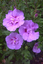 IBISCO CHIFFON LAVANDA IN VASO 19CM