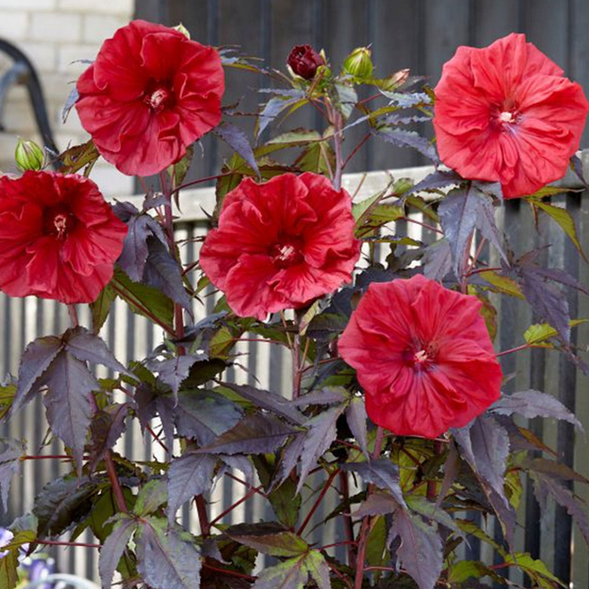 HIBISCUS IBISCO MOSCHEUTOS CAROUSEL GEANT RED IN VASO 19CM