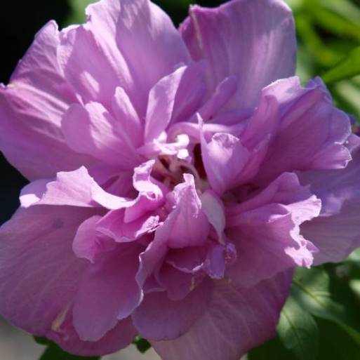 IBISCO SYRIACUS FRENCH CABARET PURPLE IN VASO 24CM
