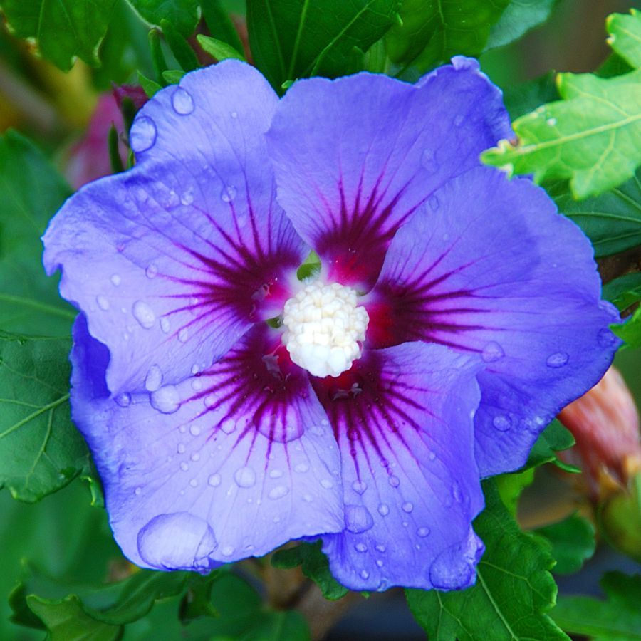 IBISCO SYRIACUS MARINA IN VASO 19CM