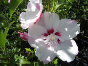 IBISCO SYRIACUS PINK SPOT IN VASO 23CM