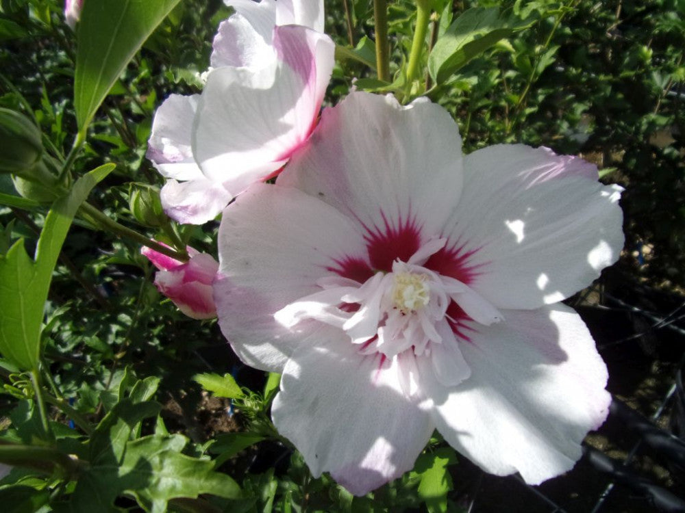 IBISCO SYRIACUS PINK SPOT IN VASO 23CM