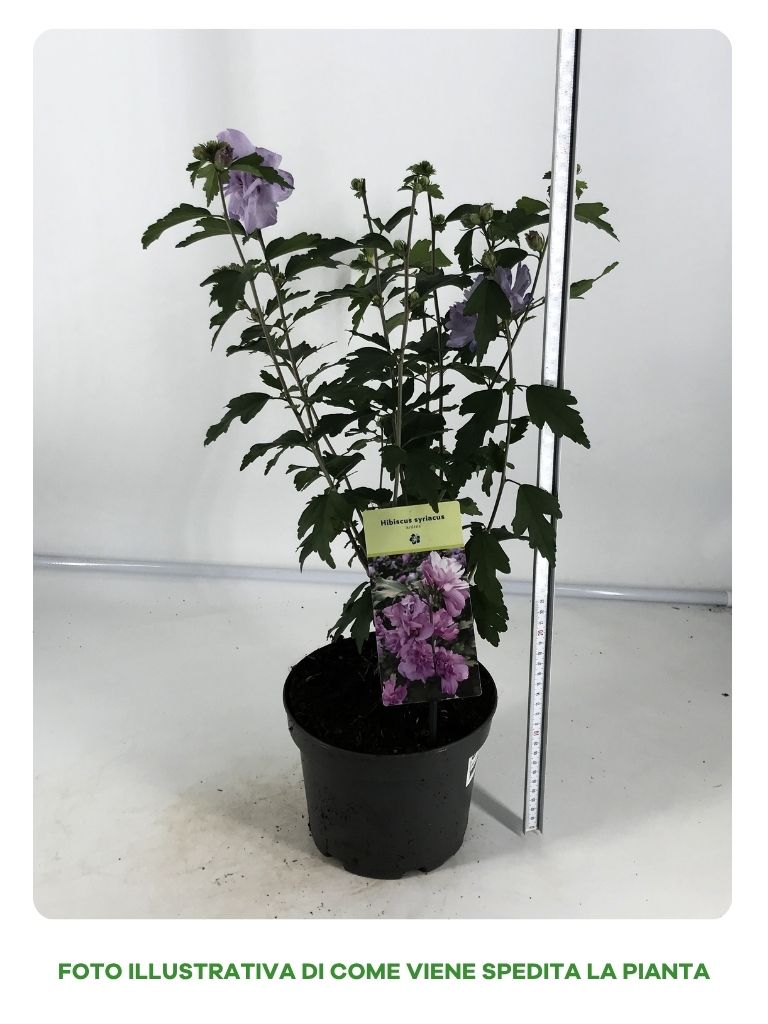 IBISCO SYRIACUS ARDENS IN VASO 19CM