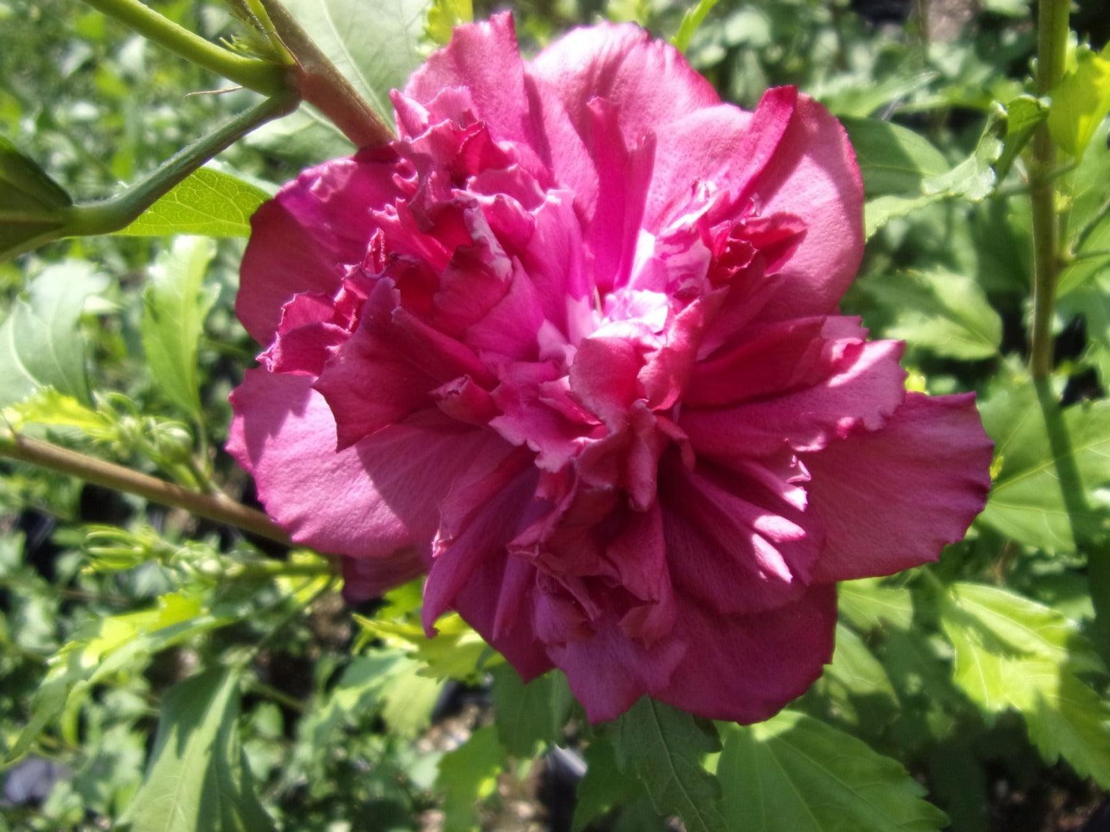 IBISCO SYRIACUS  FRENCH CABARET ROSSO IN VASO 19CM