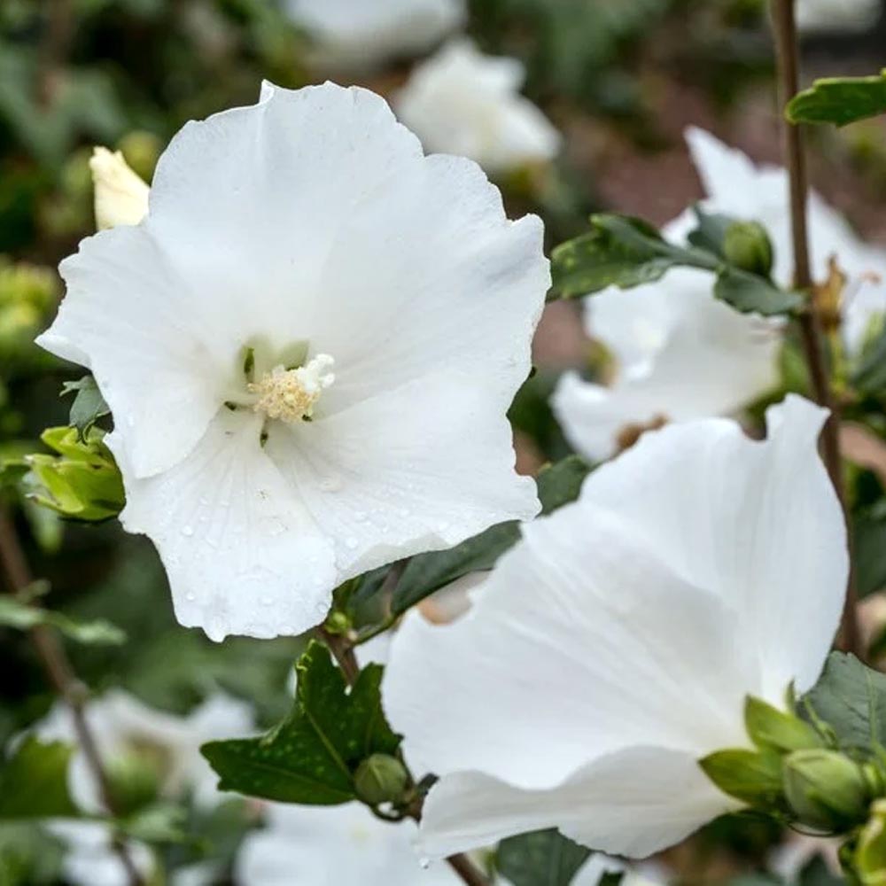 HIBISCUS SYRIACUS VARIETA' ADMIRAL DEWEY IN VASO DA 16CM