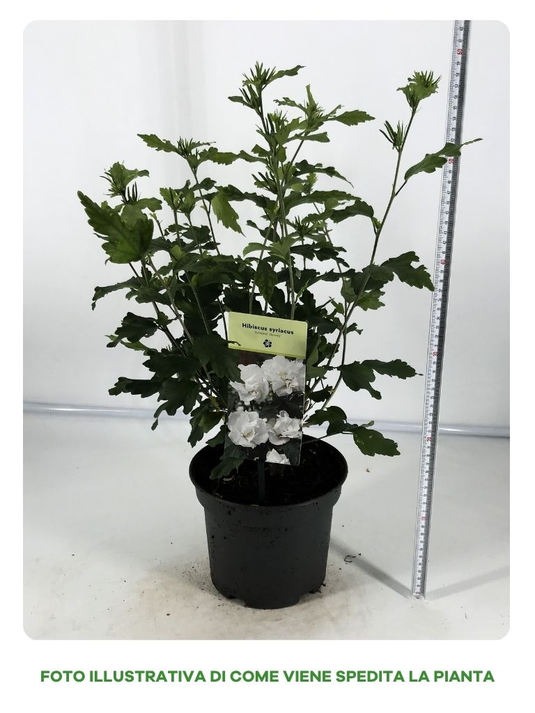 HIBISCUS SYRIACUS VARIETA' ADMIRAL DEWEY IN VASO DA 16CM
