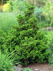 CHAMAECYPARIS OBTUSA NANA GRACILIS VASO 19CM