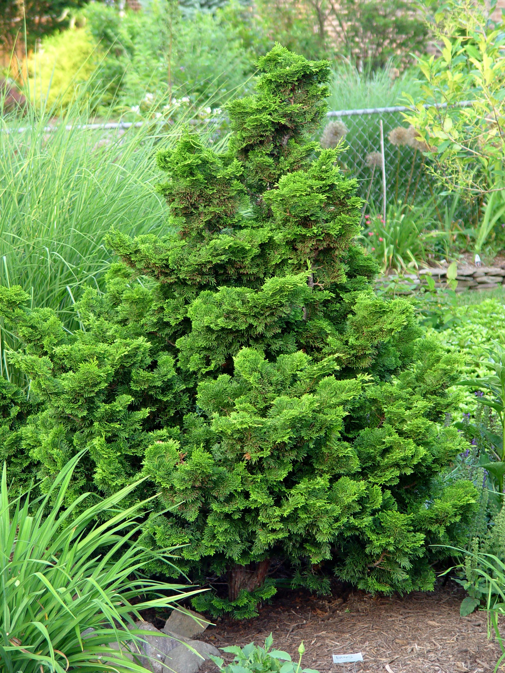CHAMAECYPARIS OBTUSA NANA GRACILIS VASO 19CM