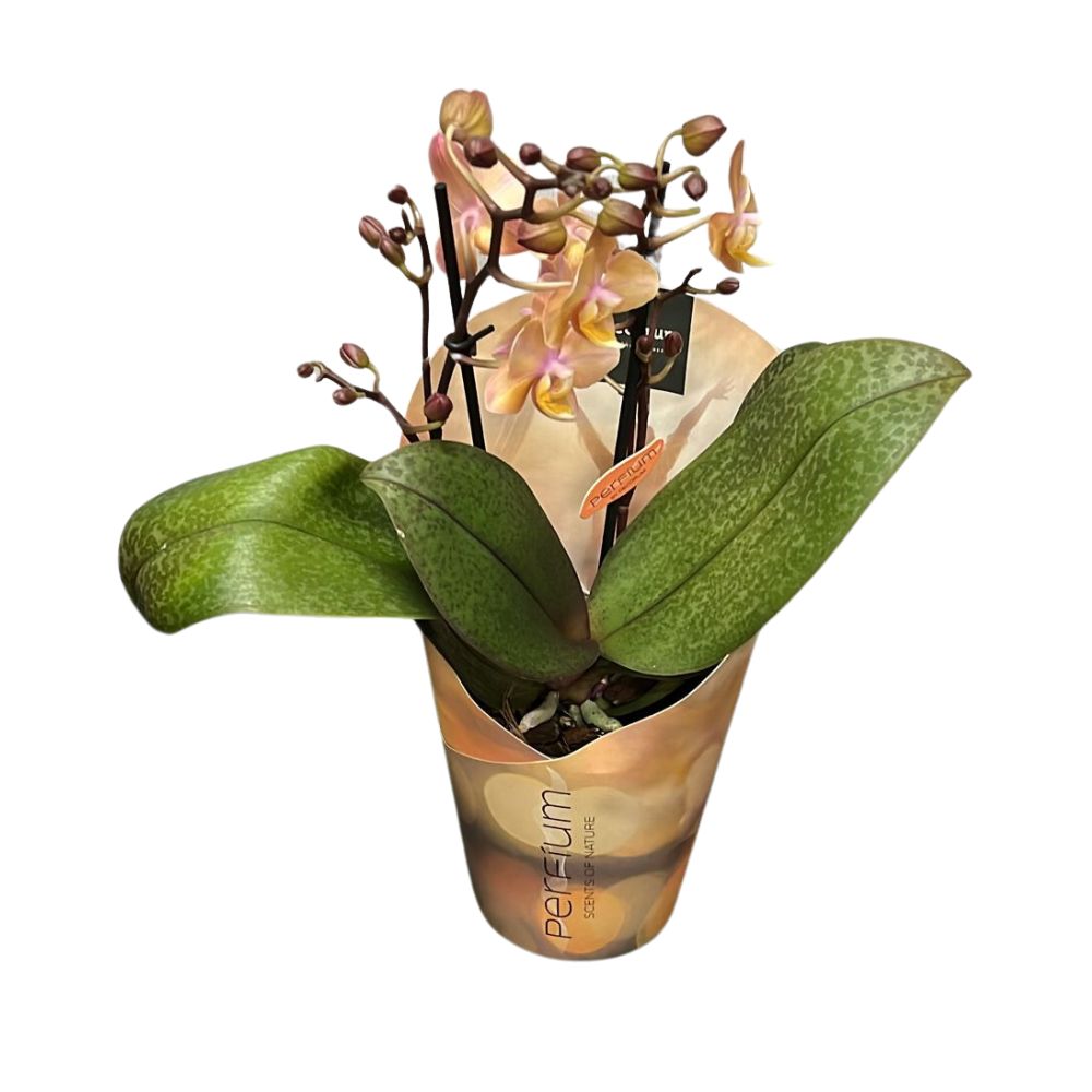 ORCHIDEA PHALAENOPSIS PROFUMATA ROSA VASO 12CM
