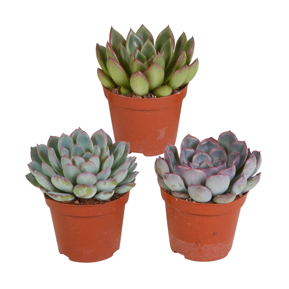 ECHEVERIA IN MIX IN VASO 12CM