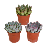 ECHEVERIA IN MIX IN VASO 12CM