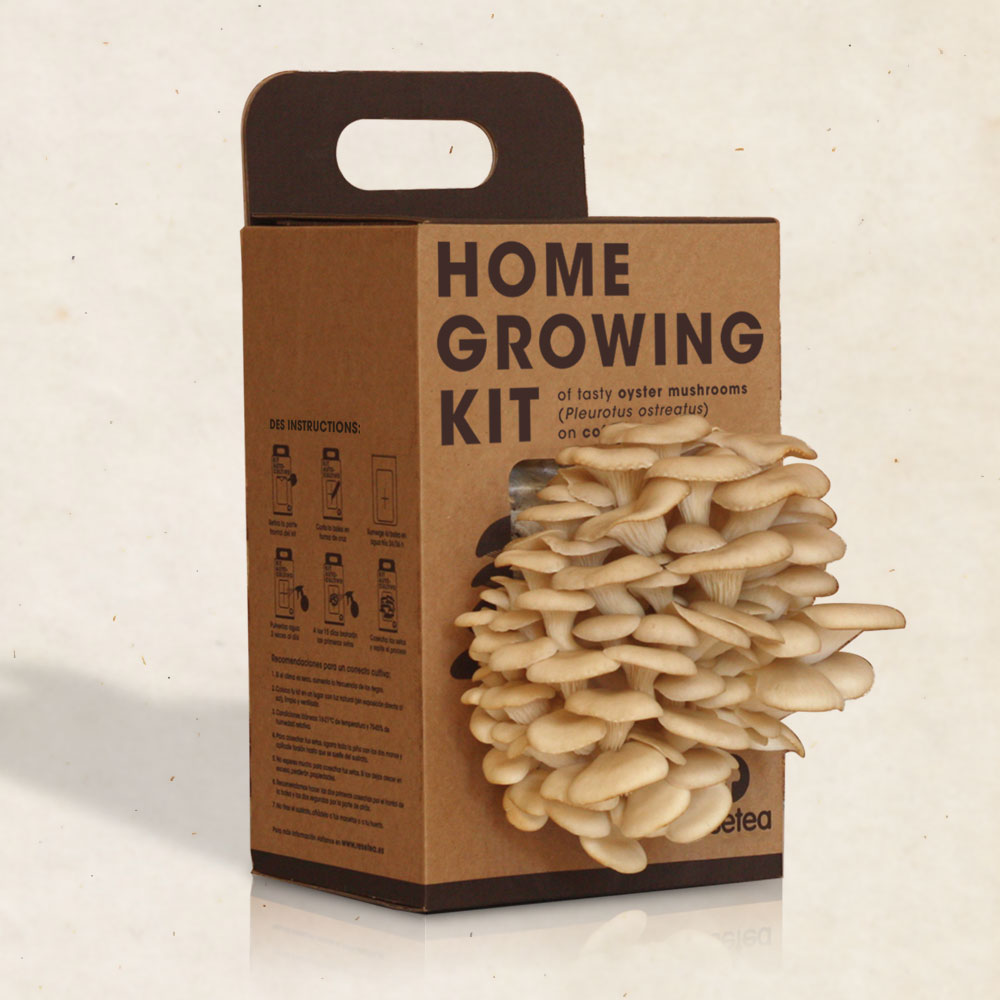 HOME GROWING KIT FUNGO DI OSTRICA