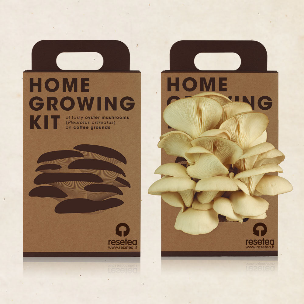 HOME GROWING KIT FUNGO DI OSTRICA
