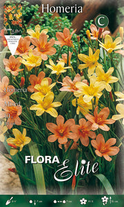 HOMERIA IN MIX DI COLORI (CONFEZIONE DA 10 BULBI)