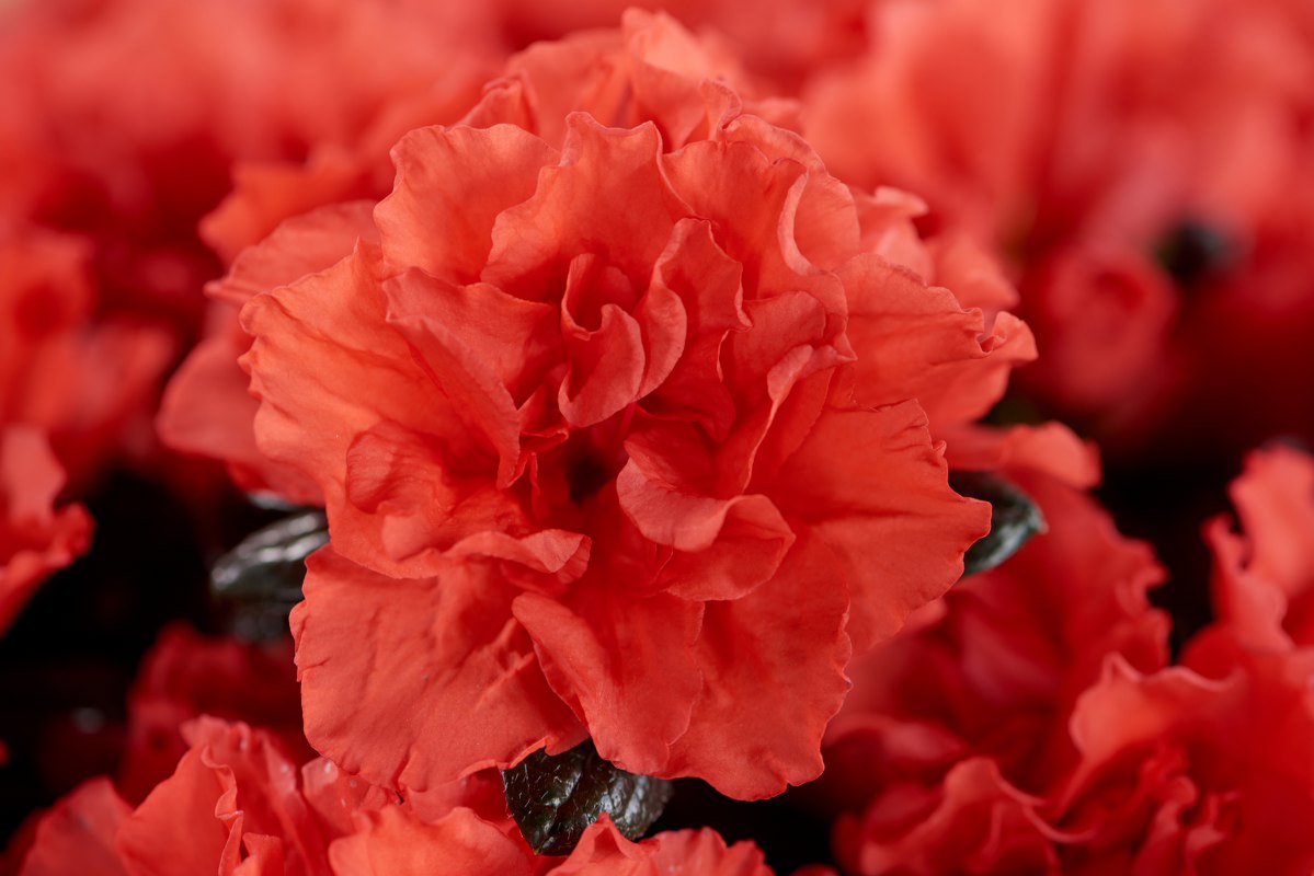 AZALEA INDICA HORTINNO COLORE ASSORTITO VASO 13CM