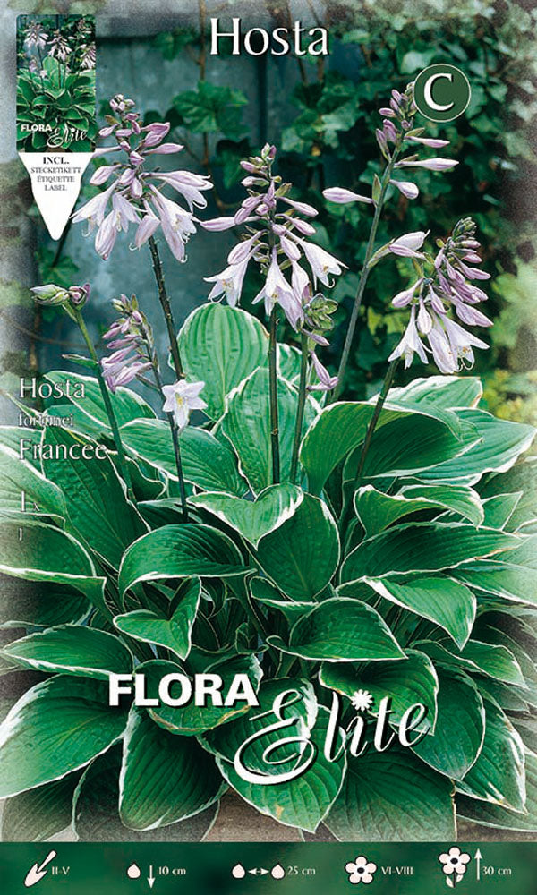 OFFERTA 3 BULBI HOSTA FORTUNEI FRANCEE