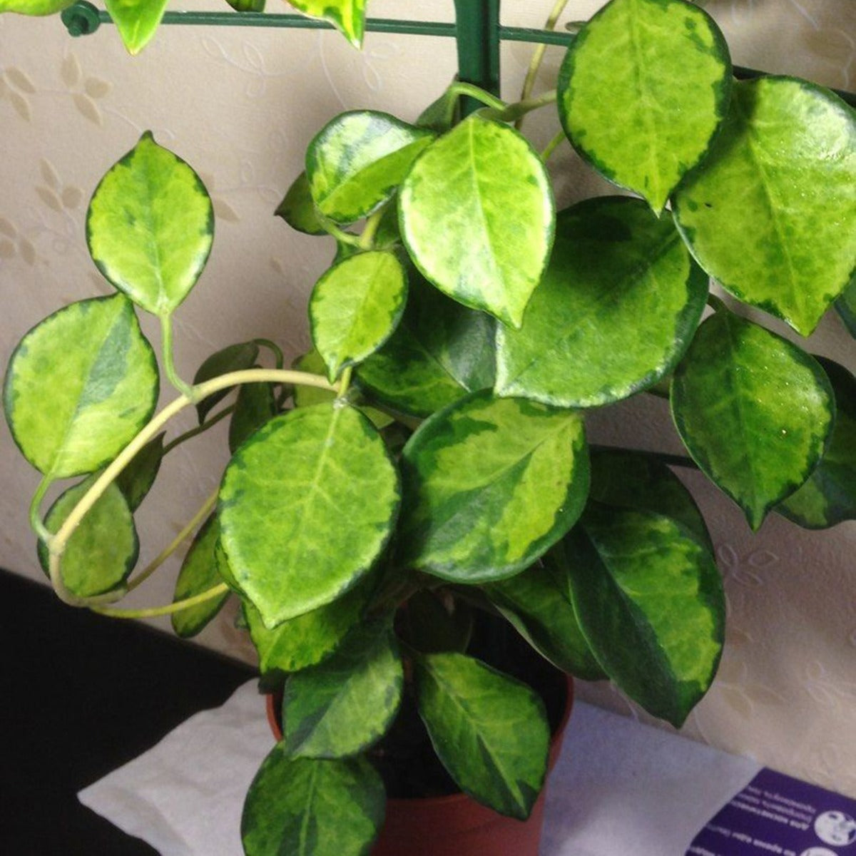 HOYA AUSTRALIS LISA FIORE DI CERA VASO 12CM