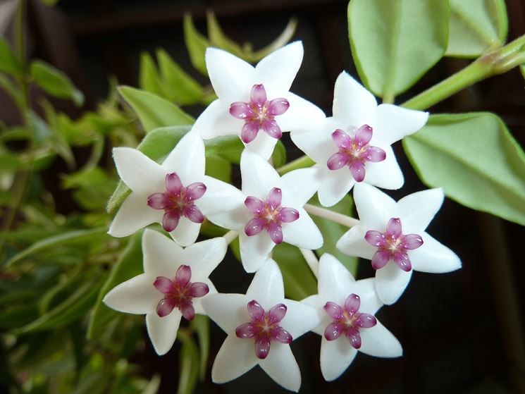 HOYA BELLA FIORE DI CERA IN BASKET 12CM