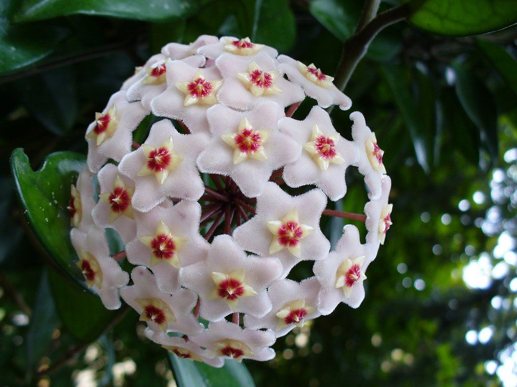 HOYA CARNOSA COMPACTA FIORE DI CERA VASO 10CM