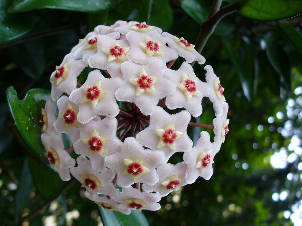 HOYA CARNOSA COMPACTA FIORE DI CERA IN BASKET 14CM