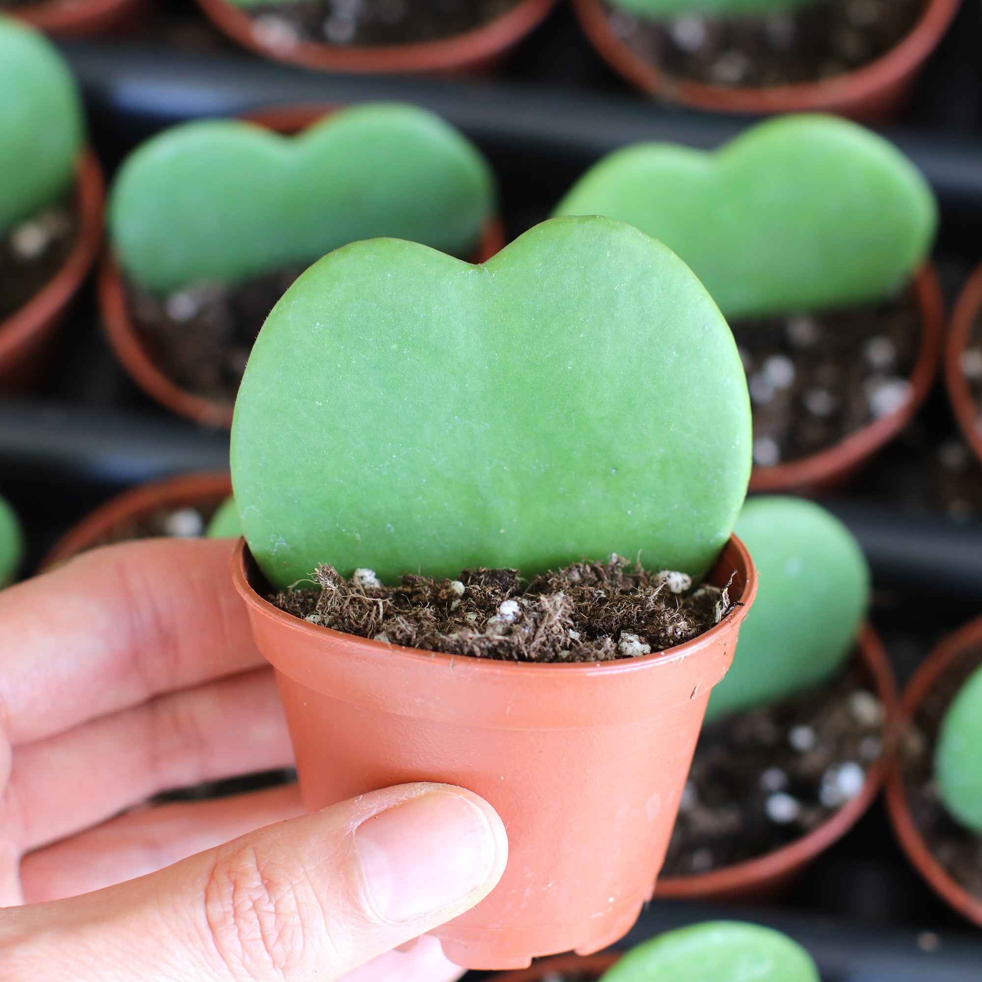 HOYA KERRII DOPPIA FOGLIA FIORE DI CERA VASO DA 6 A 7,5CM