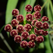 HOYA WAYETII FIORE DI CERA VASO 14CM