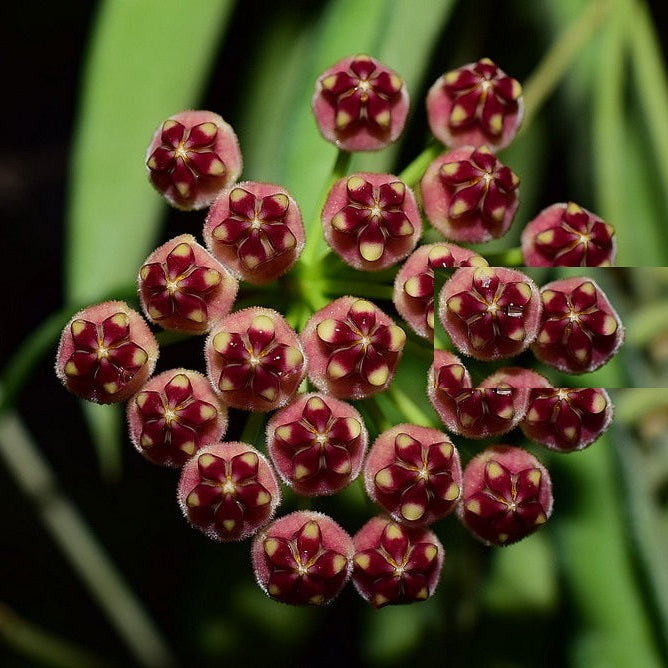 HOYA WAYETII FIORE DI CERA VASO 14CM