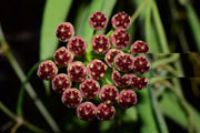 HOYA WAYETII FIORE DI CERA VASO 19CM