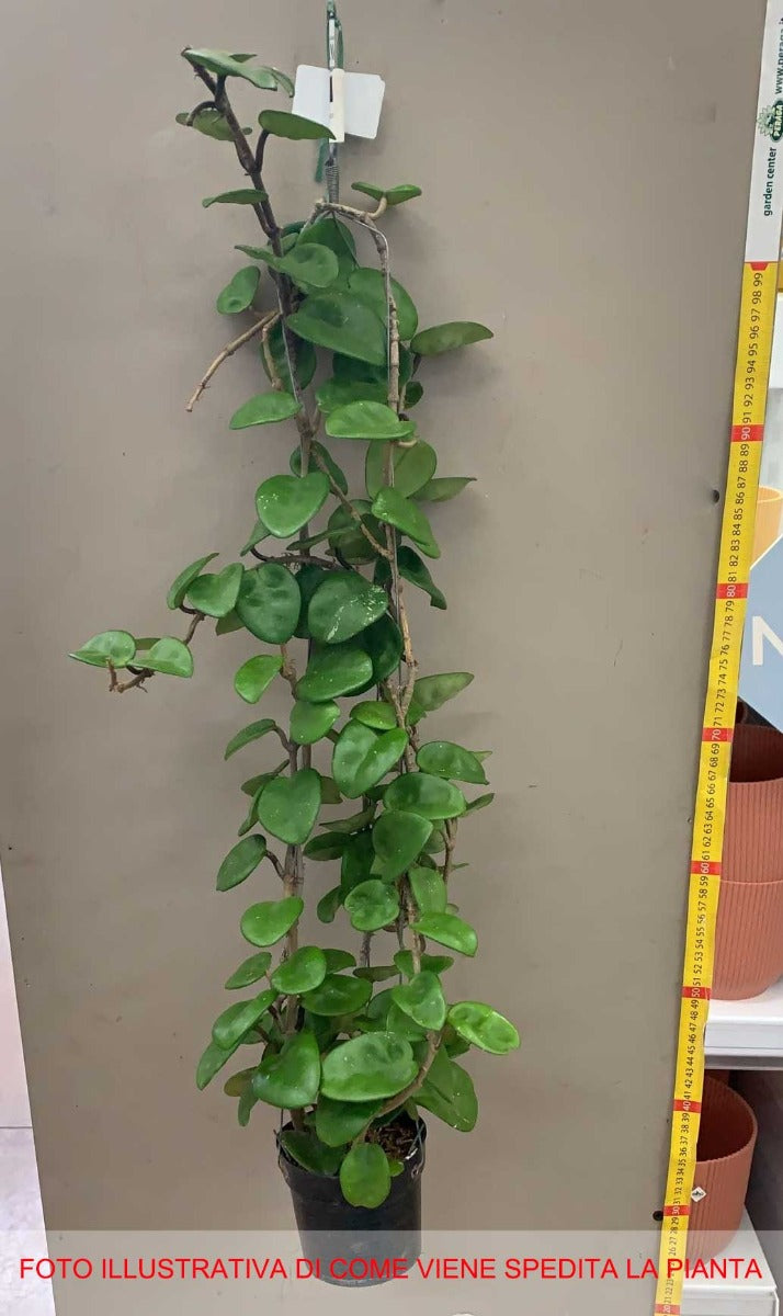HOYA KRINKLE FIORE DI CERA PROFUMO DI CIOCCOLATO VASO 10.5CM H60CM