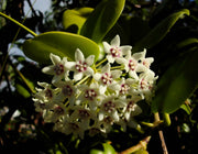 HOYA AUSTRALIS FIORE DI CERA VASO CON VASO IN CERAMICA 9CM E SPALLIERA