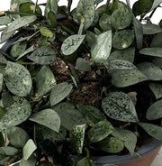HOYA IN CIOTOLA 17CM
