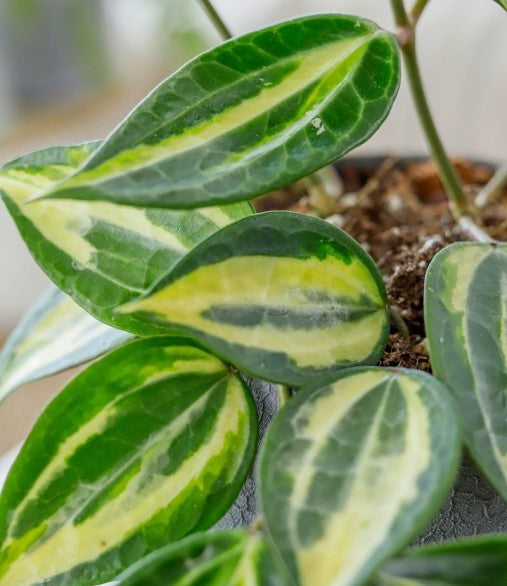 HOYA POT OF GOLD IN VASO DA 12CM
