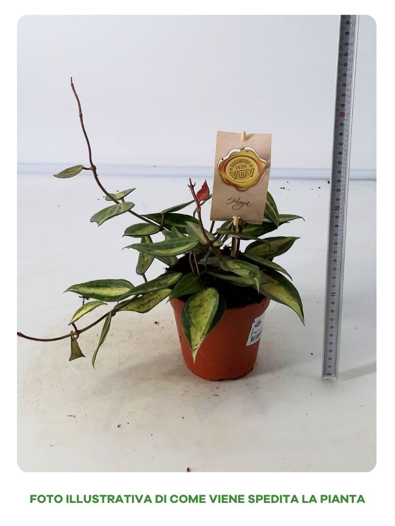 HOYA POT OF GOLD IN VASO DA 12CM