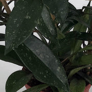 HOYA PUBLICALIX CON SPALLIERA IN VASO DA 14CM
