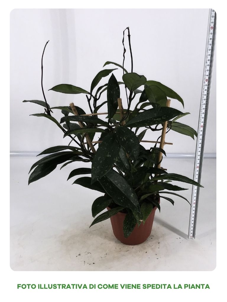 HOYA PUBLICALIX CON SPALLIERA IN VASO DA 14CM