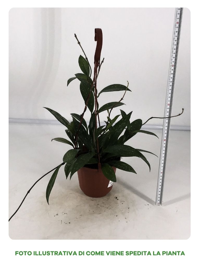 HOYA PUBLICALIX IN BASKET DA 14CM