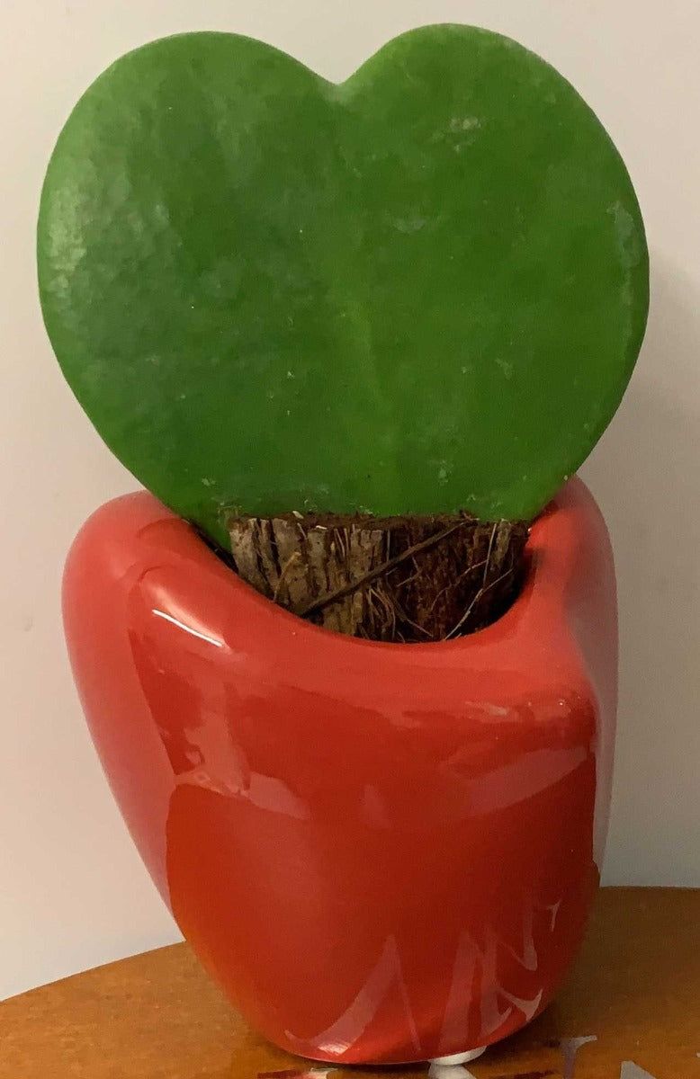 HOYA KERRII FIORE DI CERA IN VASO ROSSO 6CM