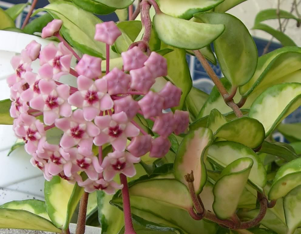 HOYA KRIMSON QUEEN FIORE DI CERA VASO 12CM