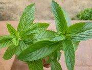 MENTA MOJITO HIERBA BUENA (MENTHA MOJITO) IN VASO 14CM