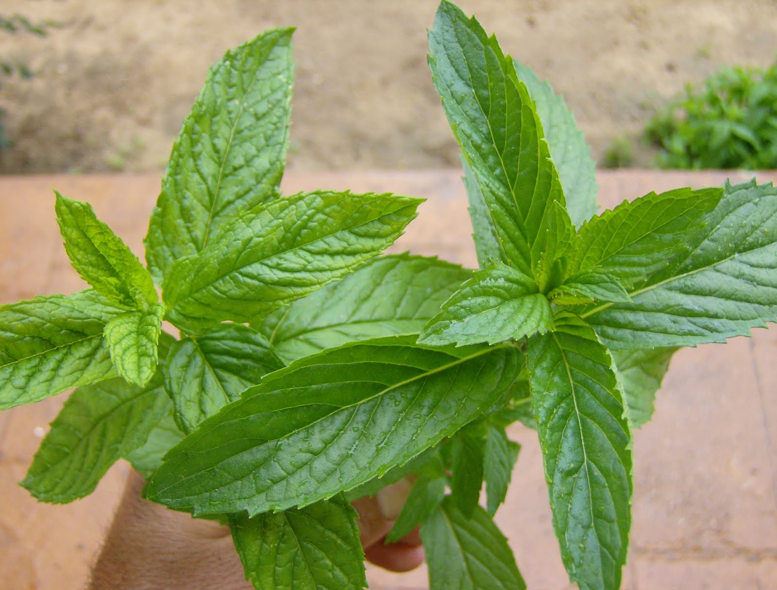 MENTA MOJITO HIERBA BUENA (MENTHA MOJITO) IN VASO 14CM