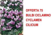 OFFERTA 75 BULBI CICLAMINO CYCLAMEN CILICIUM